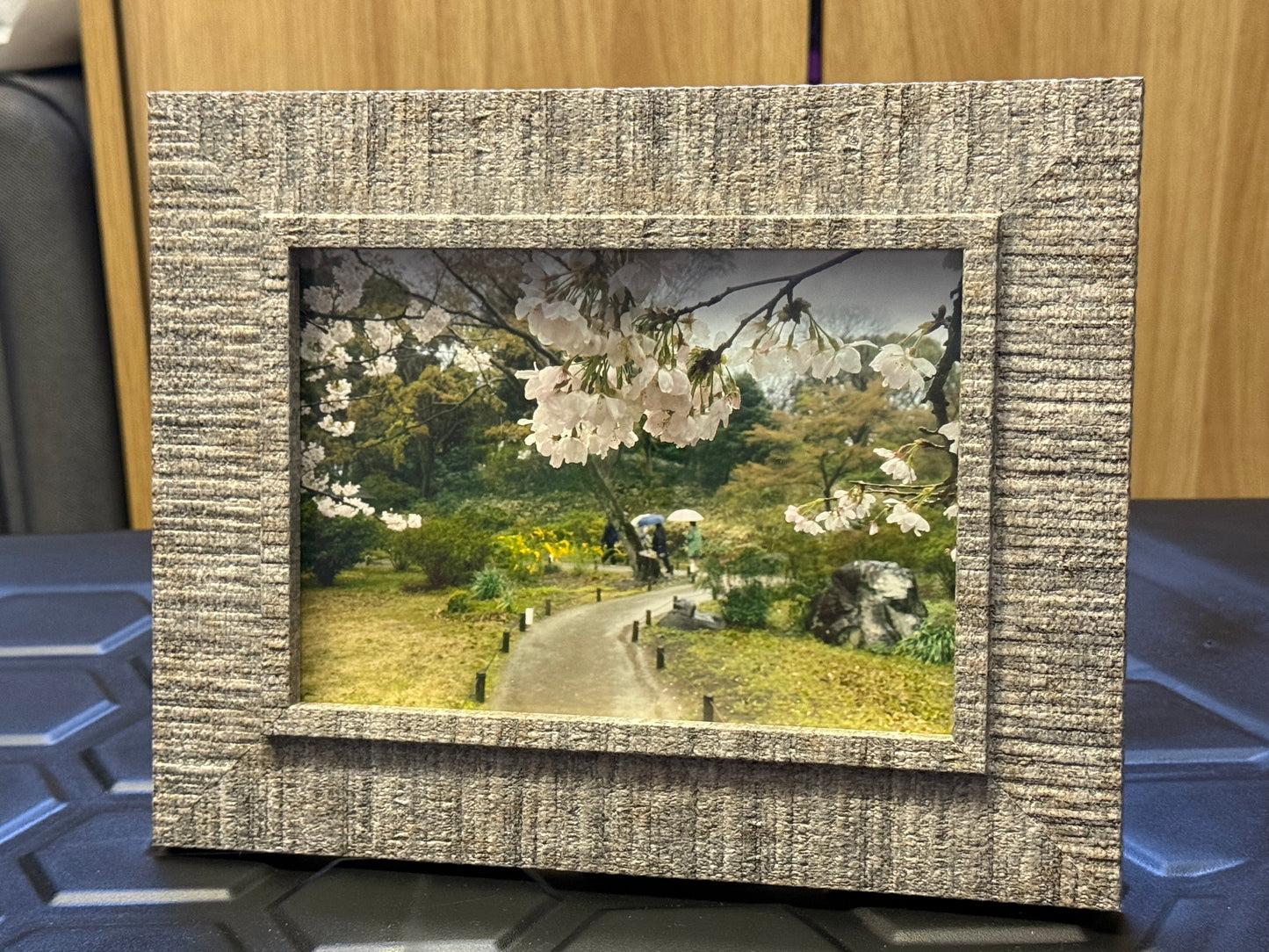 Sakura Trees on a Rainy Day