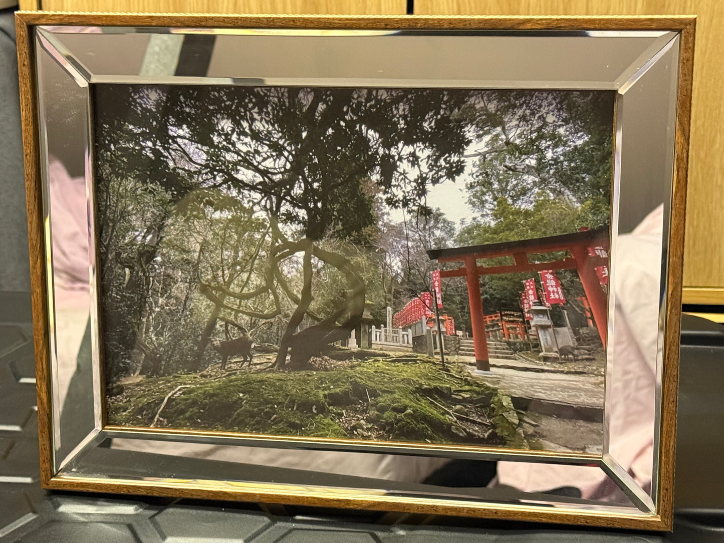 Kinryu Shrine Nara Deer