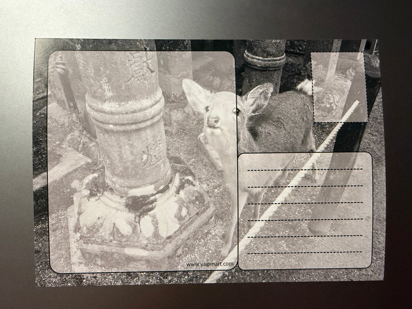 Nara Deer Japan Postcard