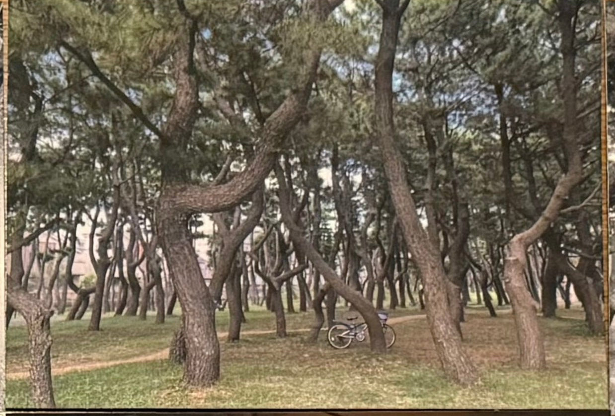 Bicycle Among Trees Japan Postcard