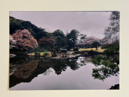 Sakura Cherry Blossom Pond Postcard