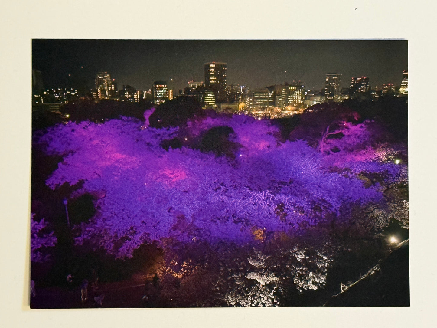 Sakura Cherry Blossoms of Fukuoka Castle Postcard
