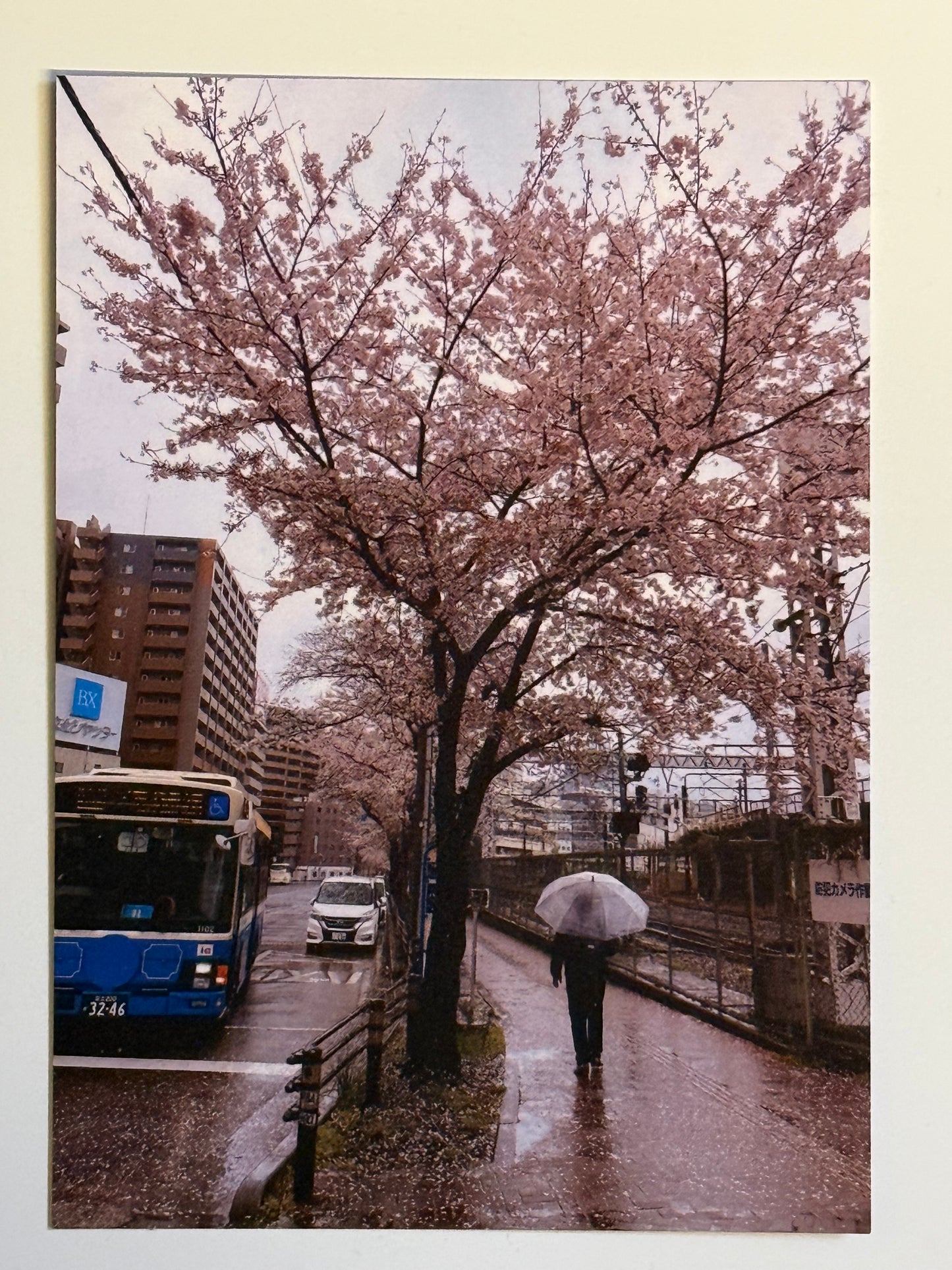 Rainy Day Sakura Cherry Blossom Bus Postcard