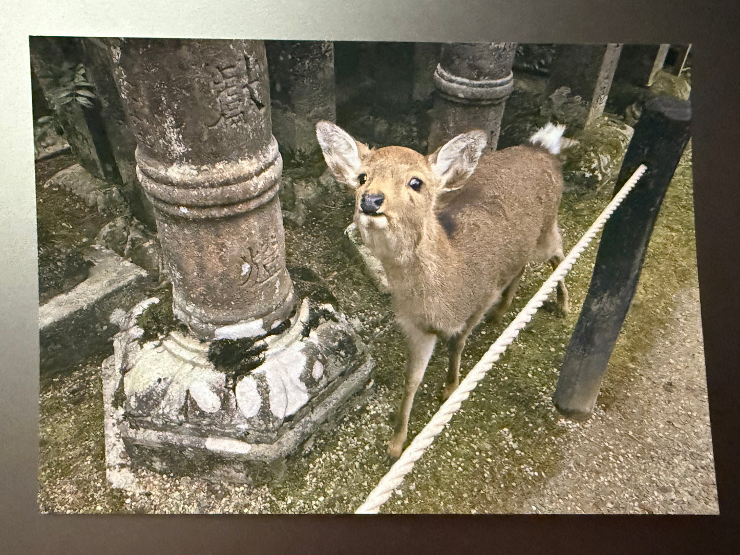 Nara Deer Japan Postcard