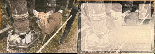 Nara Deer Japan Postcard