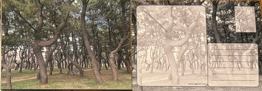 Bicycle Among Trees Japan Postcard